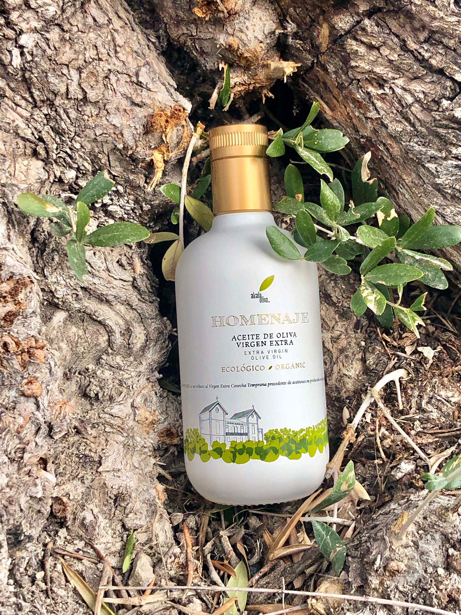 Huile d’Olive Vierge Extra BIO : un trésor de la « mer d’oliviers » de Jaén